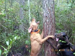 Plott hounds barking up at a treed black bear