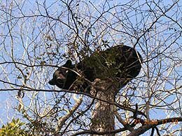 Treed black bear