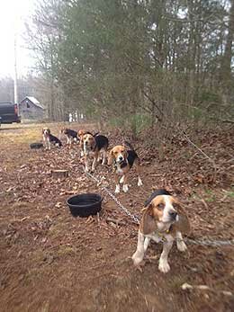 Tuckaseegee Beagle Club entrants