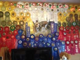 Tuckasegee Beagle Club Ribbons