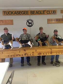 Tuckasegee Beagle Club Showing